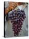 Grapes, San Joaquin Valley, California, United States of America, North America-Yadid Levy-Premier Image Canvas