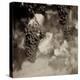 Grapes Sepia #40A-Alan Blaustein-Stretched Canvas