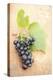 Grapes, Vine, Red, Leaves-Nikky Maier-Premier Image Canvas