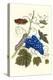 Grapevine with Gaudy Spinx Moth-Maria Sibylla Merian-Stretched Canvas
