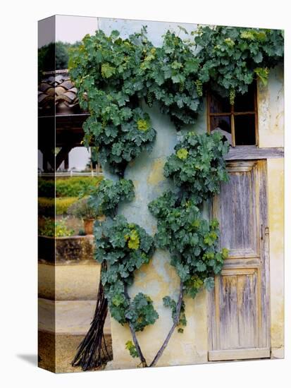 Grapevines Growing on House-Owen Franken-Premier Image Canvas