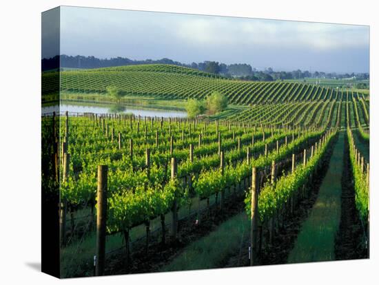 Grapevines in Rows, Napa Valley, California-Janis Miglavs-Premier Image Canvas