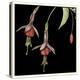 Graphic Fuchsia III-Jennifer Goldberger-Stretched Canvas