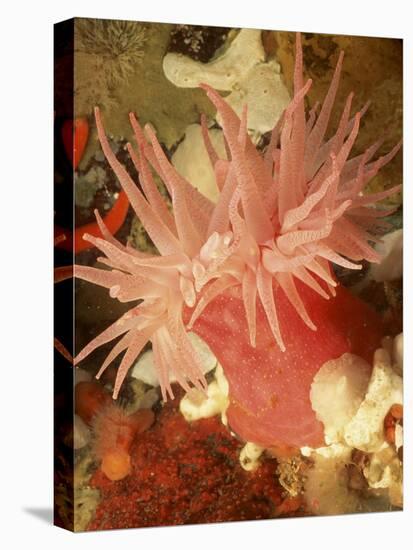 Graphic Sea Anemone I-Vision Studio-Stretched Canvas