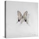 Graphium eurosus, 2014-Odile Kidd-Premier Image Canvas