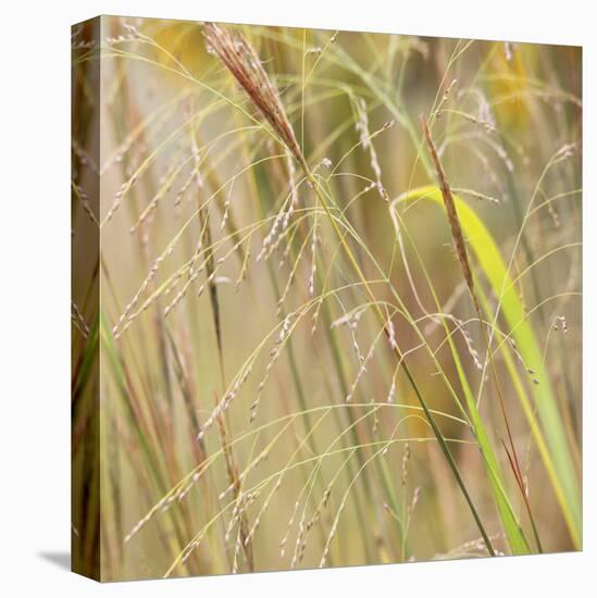 Grass 38-Ken Bremer-Stretched Canvas