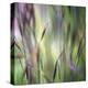 Grass Abstract 4-Ken Bremer-Stretched Canvas