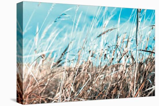 Grass and Reeds 4482-Rica Belna-Premier Image Canvas