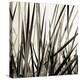 Grass and Reeds-Rica Belna-Premier Image Canvas