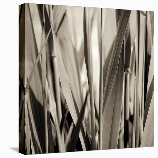 Grass and Reeds-Rica Belna-Premier Image Canvas