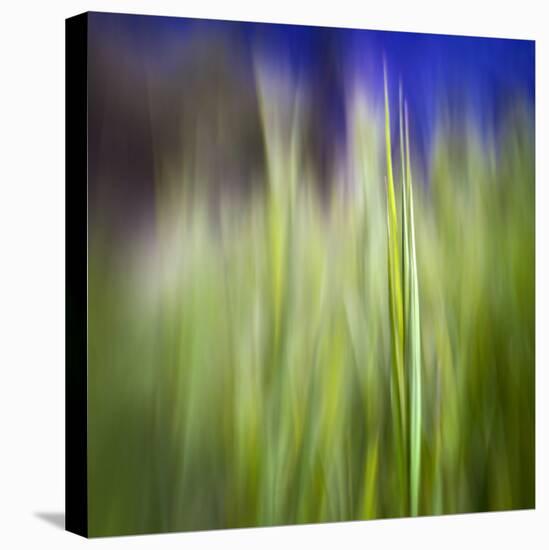 Grass Blade-Ursula Abresch-Premier Image Canvas