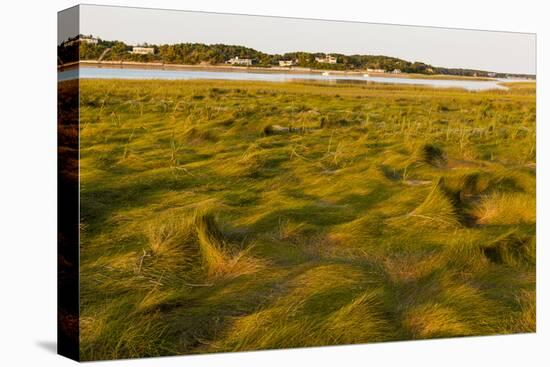 Grass , Cape Cod National Seashore, Massachusetts-Jerry and Marcy Monkman-Premier Image Canvas