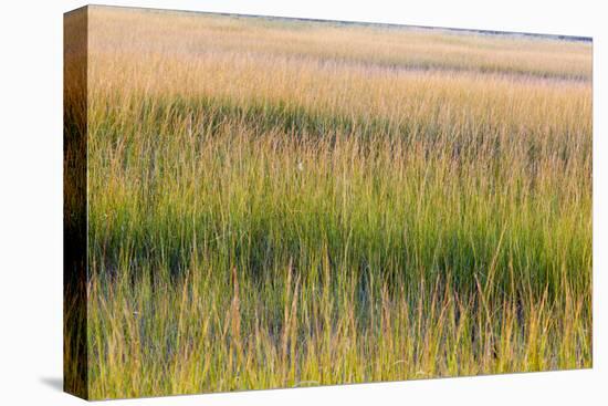 Grass , Cape Cod National Seashore, Massachusetts-Jerry and Marcy Monkman-Premier Image Canvas