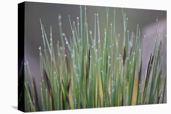 Grass, Drop of Water, Rope-Rainer Mirau-Premier Image Canvas
