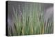 Grass, Drop of Water, Rope-Rainer Mirau-Premier Image Canvas