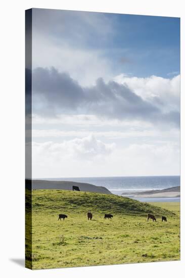 Grass-Fed Cattle Grazing On Open Grass Farmland Of The Point Reyes National Seashore, Northern CA-Shea Evans-Stretched Canvas