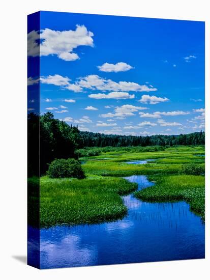 Grass growing in a river, Middle Branch Moose River, New York State Route 28, Adirondack Mountai...-null-Premier Image Canvas