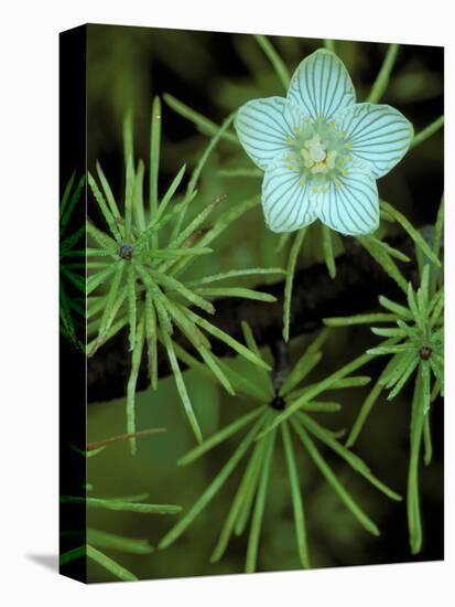 Grass of Parnassus Flower Growing Through Tamarack Tree Needles in Autumn, Michigan, USA-Mark Carlson-Premier Image Canvas