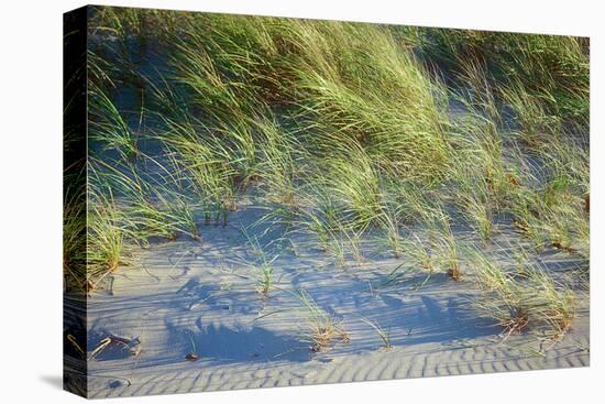 Grass on the sands of Lake Michigan, Indiana Dunes, Indiana, USA-Anna Miller-Premier Image Canvas