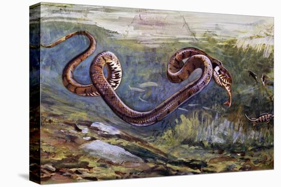 Grass Snake (Natrix Natrix), Colubridae, Drawing-null-Premier Image Canvas