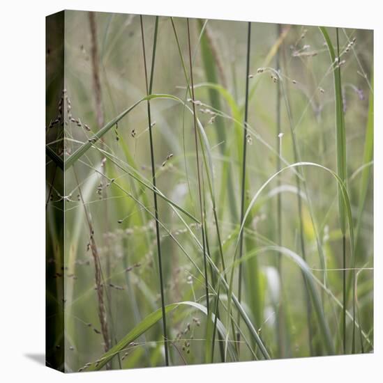 Grass Square 32-Ken Bremer-Stretched Canvas