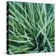 Grass with Morning Dew-Jan Bell-Stretched Canvas