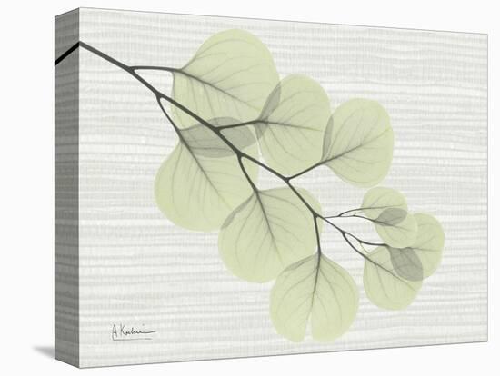 Grasscloth Eucalyptus-Albert Koetsier-Stretched Canvas