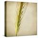 Grasses 3-Jessica Rogers-Premier Image Canvas