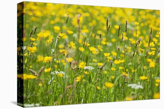 Grasses and Flowers in a Buttercup Meadow at Muker-Mark Sunderland-Premier Image Canvas