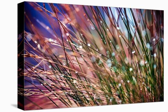 Grasses in Rain-Ursula Abresch-Premier Image Canvas