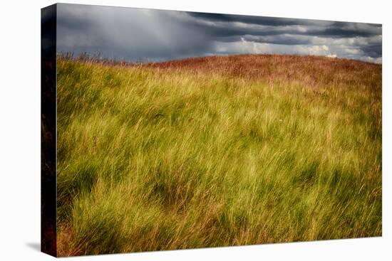 Grasses on a Stormy Day-Ursula Abresch-Premier Image Canvas