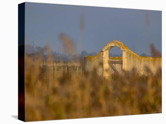 Grasses surrounding Corral Bullring, Camargue, France-Lisa S. Engelbrecht-Premier Image Canvas