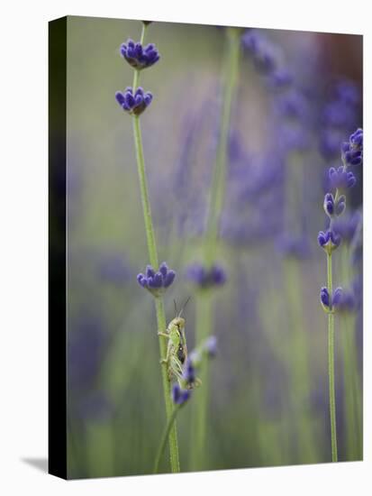 Grasshopper with Lavender, Washington, USA-Brent Bergherm-Premier Image Canvas