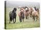 Grassland Horses II-PHBurchett-Premier Image Canvas