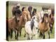 Grassland Horses III-PHBurchett-Premier Image Canvas