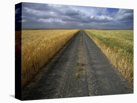 Gravel Road Passing Through Wheat Field-Darrell Gulin-Premier Image Canvas