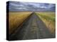 Gravel Road Passing Through Wheat Field-Darrell Gulin-Premier Image Canvas