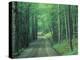 Gravel Road Through Maple Grove, Green Mountains, Vermont, USA-Darrell Gulin-Premier Image Canvas