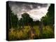 Gravestones at Cathays Cemetery, Cardiff Wales-Clive Nolan-Premier Image Canvas