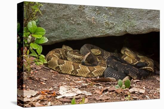 Gravid Timber rattlesnakes basking to bring young to term-John Cancalosi-Premier Image Canvas
