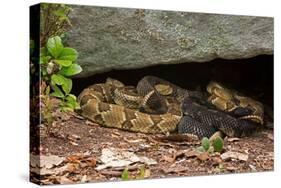 Gravid Timber rattlesnakes basking to bring young to term-John Cancalosi-Premier Image Canvas