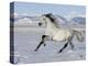 Gray Andalusian Stallion, Cantering in Snow, Longmont, Colorado, USA-Carol Walker-Premier Image Canvas