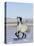 Gray Andalusian Stallion, Cantering in Snow, Longmont, Colorado, USA-Carol Walker-Premier Image Canvas