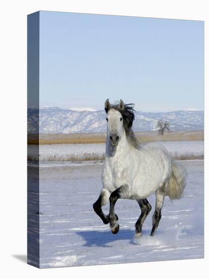 Gray Andalusian Stallion, Cantering in Snow, Longmont, Colorado, USA-Carol Walker-Premier Image Canvas