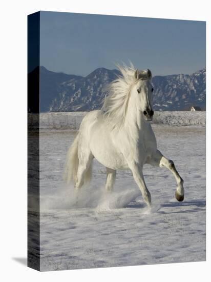 Gray Andalusian Stallion, Cantering in Snow, Longmont, Colorado, USA-Carol Walker-Premier Image Canvas