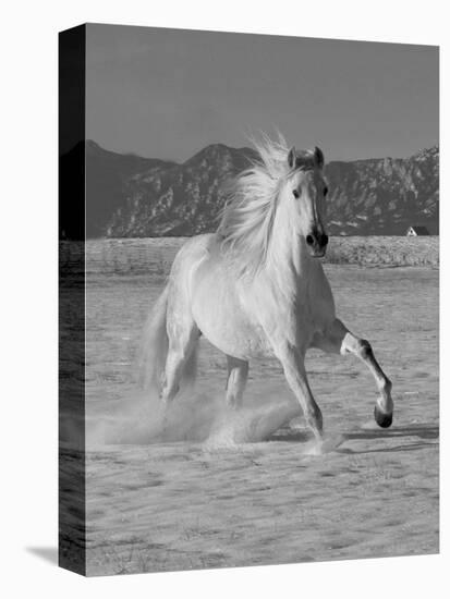 Gray Andalusian Stallion, Cantering in Snow, Longmont, Colorado, USA-Carol Walker-Premier Image Canvas