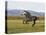 Gray Andalusian Stallion, Cantering Profile, Longmont, Colorado, USA-Carol Walker-Premier Image Canvas