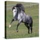 Gray Andalusian Stallion Running, Ojai, California, USA-Carol Walker-Premier Image Canvas