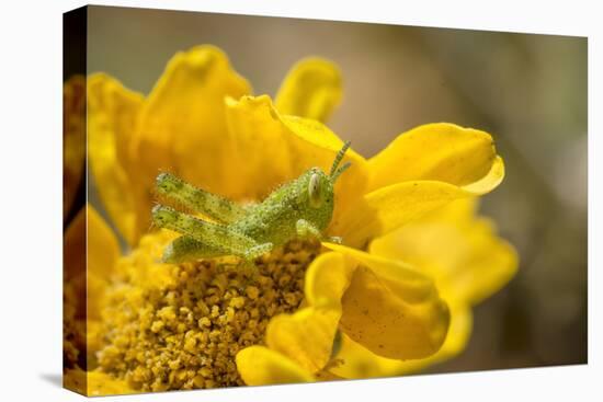 Gray Bird Grasshopper Nymph on Garden Flower, Los Angeles, California-Rob Sheppard-Premier Image Canvas