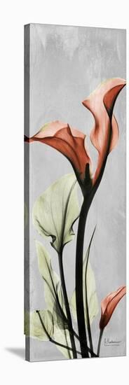 Gray Calla Lily 1-Albert Koetsier-Stretched Canvas